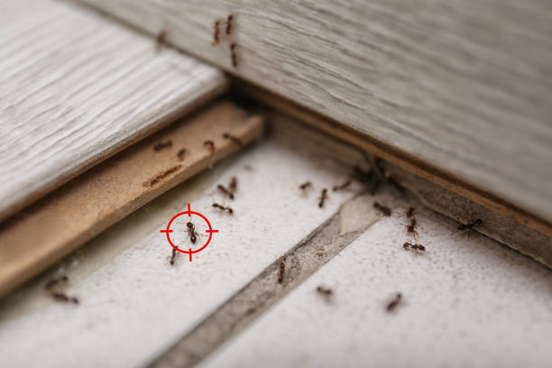 Best Pest Removal Services  in Emerson, GA