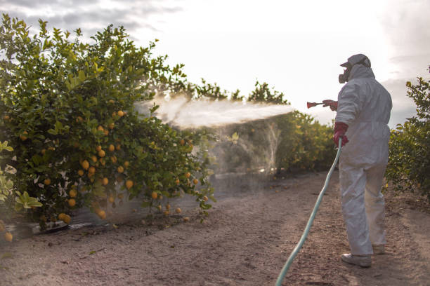 Wasp Removal Services in Emerson, GA