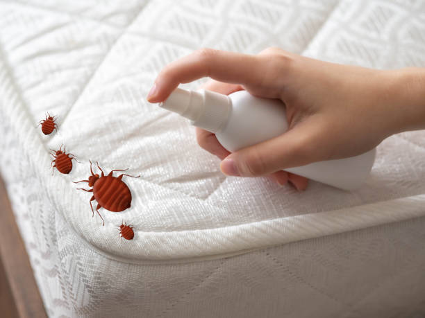 Best Spider Control Near Me  in Emerson, GA