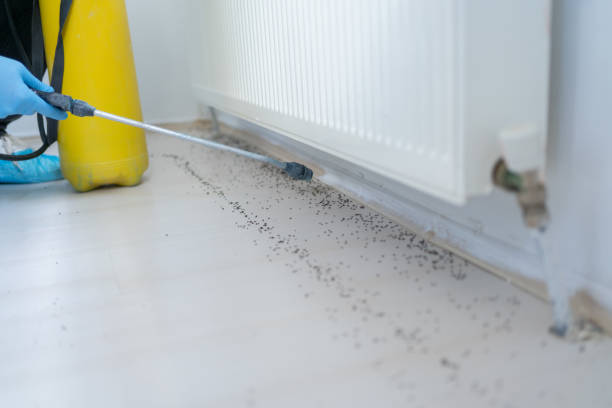 Best Emergency Pest Control  in Emerson, GA